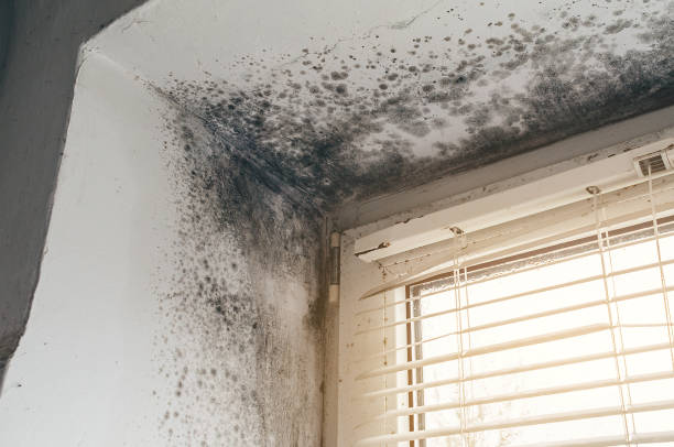 Affordable Mold Removal solutions in Waverly, VA