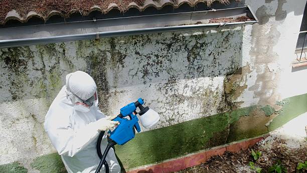 Top rated local Mold Removal specialists in Waverly, VA